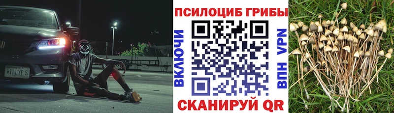 Псилоцибиновые грибы Cubensis Ликино-Дулёво